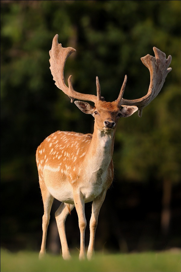 Fallow Deer 