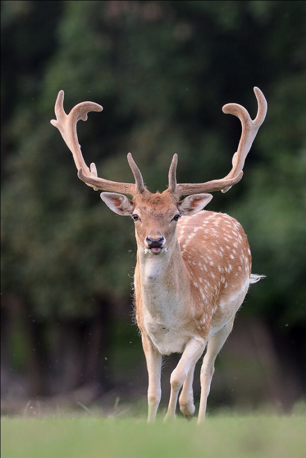 Fallow Deer 