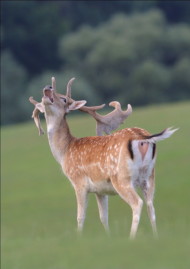 Fallow Deer 