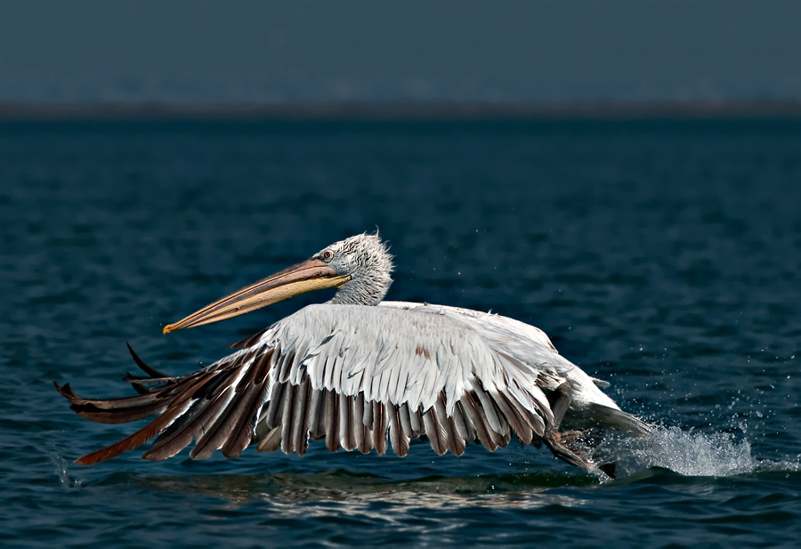 Dalmatian Pelican