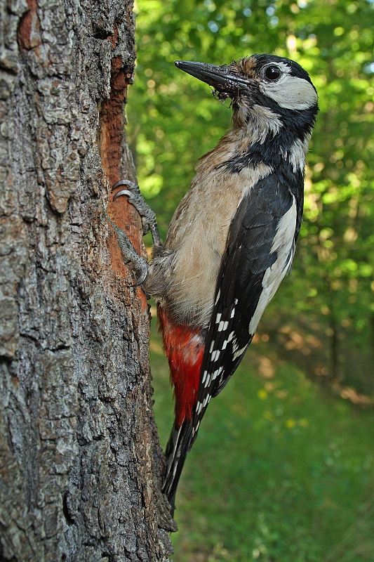 Great Spotted Woodpecker