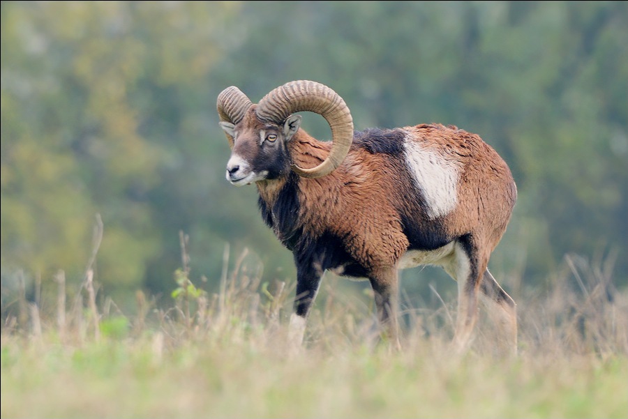 Muflon