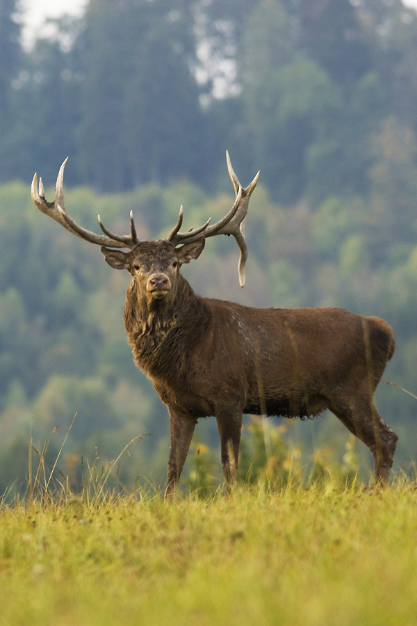Jelen lesní /Cervus elaphus/