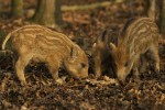 Prase divoké/Sus scrofa/