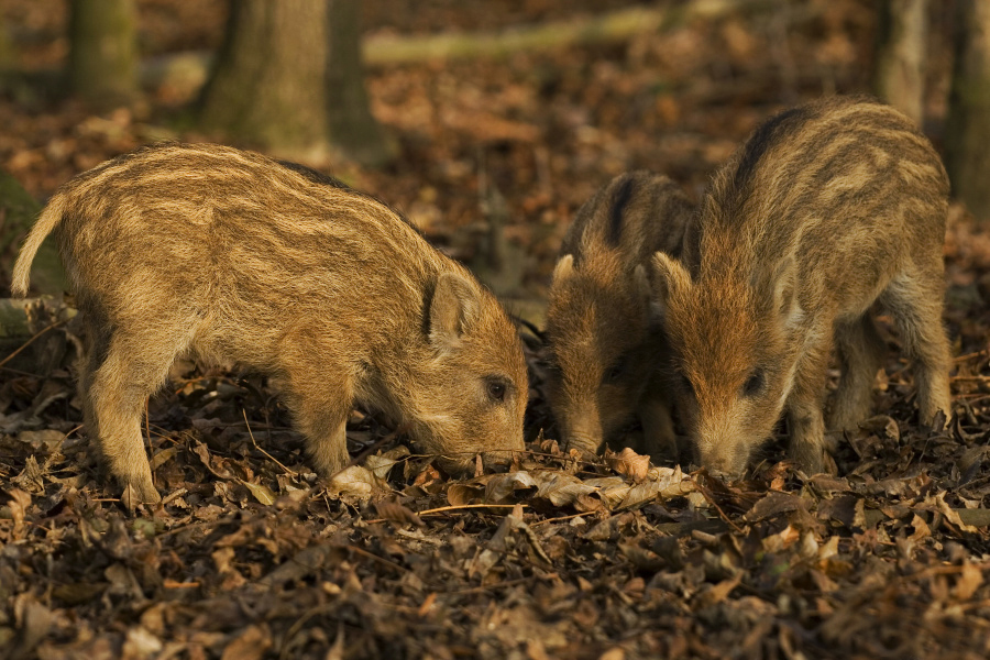 Prase divoké/Sus scrofa/