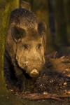 Prase divoké/Sus scrofa/