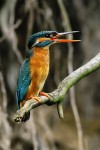 Ledňáček říční /Alcedo atthis/