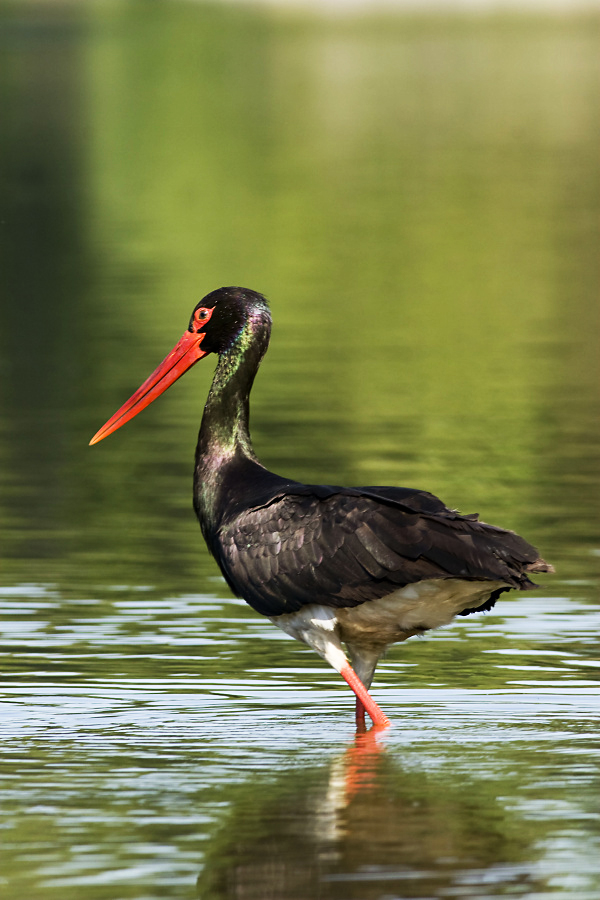 Čáp černý/Ciconia nigra/