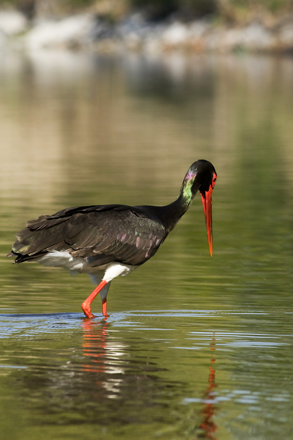 Čáp černý/Ciconia nigra/