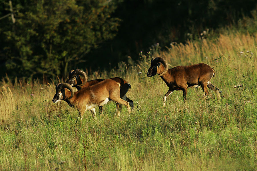Muflon