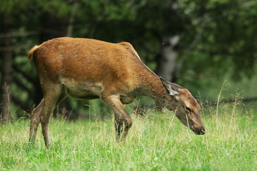 Jelen lesní /Cervus elaphus/