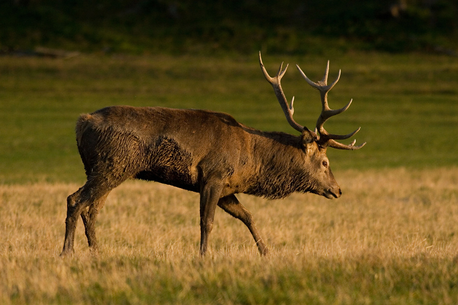Jelen lesní /Cervus elaphus/