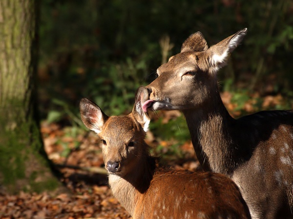 Sika Dybowského, laň