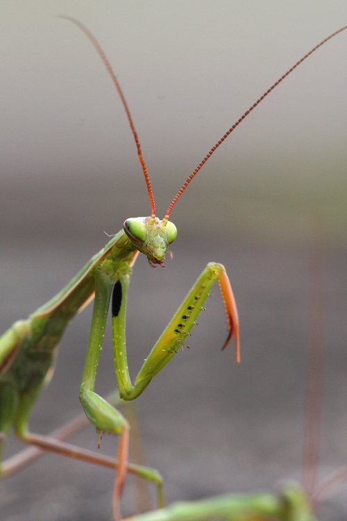 Kudlanka nábožná (Mantis religiosa)