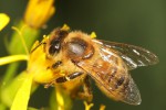 Včela medonosná (Apis mellifera)