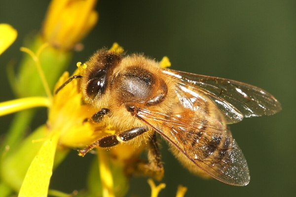 Včela medonosná (Apis mellifera)