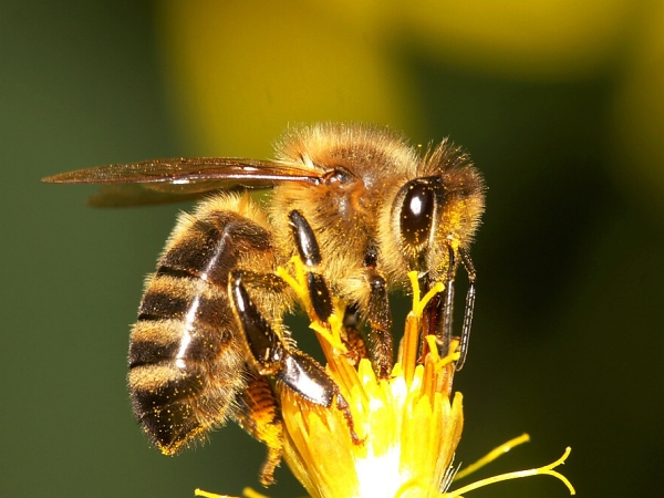 Včela medonosná 