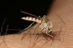 Komár pisklavý 