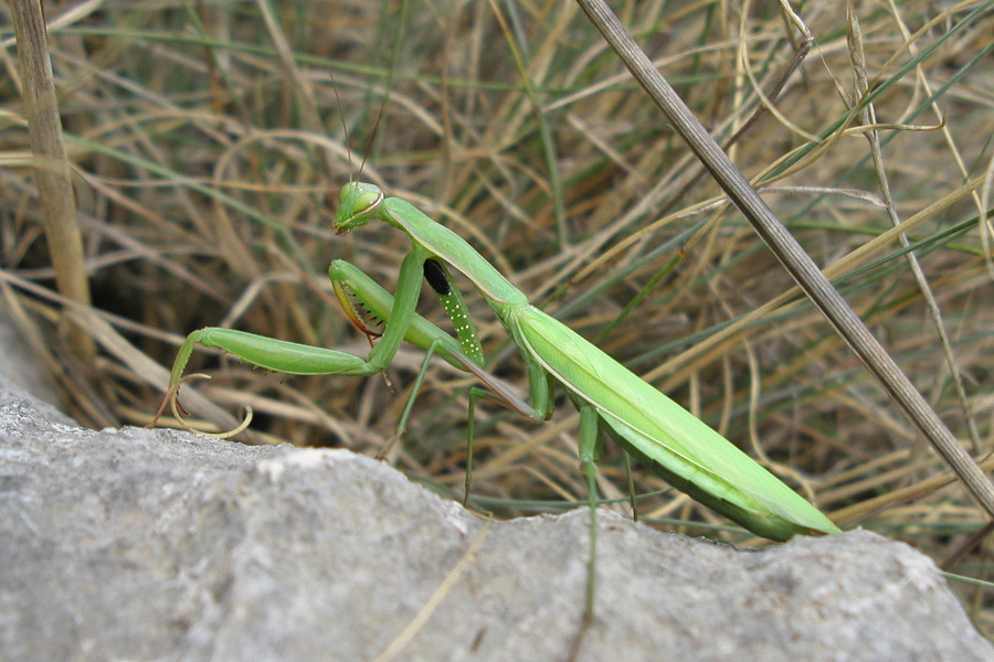 Kudlanka nábožná 