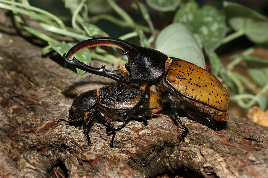 Nosorožík Dynastes hercules occidentalis