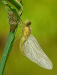 Vážka obecná (Sympetrum vulgatum)