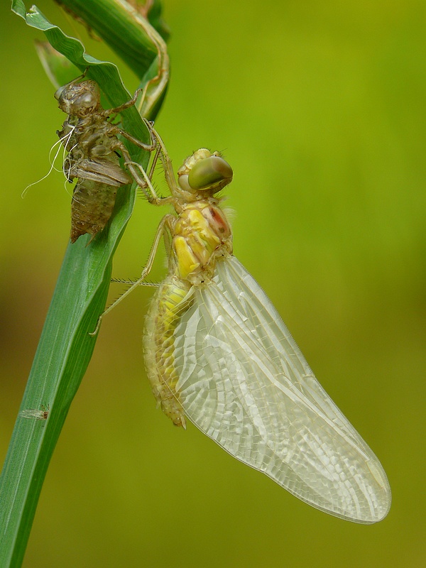 Vážka obecná (Sympetrum vulgatum)