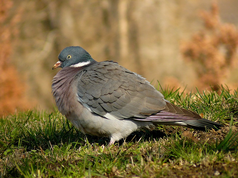 Holub hřivnáč (Columba palumbus)