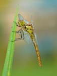 Vážka obecná (Sympetrum vulgatum)