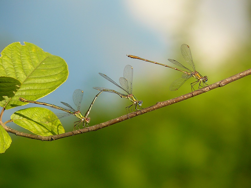 Šídlatka velká (Lestes viridis)