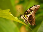Otakárek Graphium agamemnon