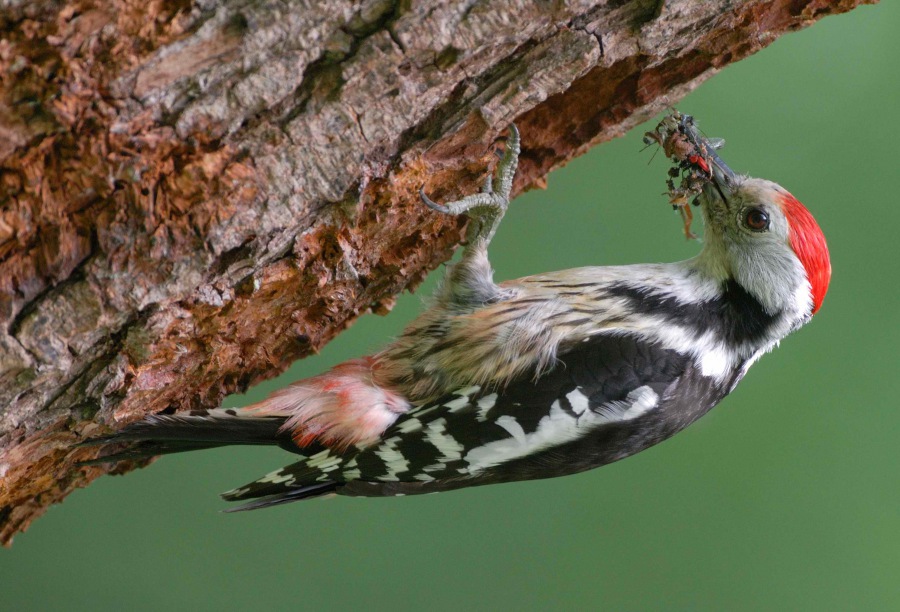 Strakapoud prostřední 