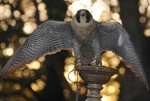 Sokolnictví