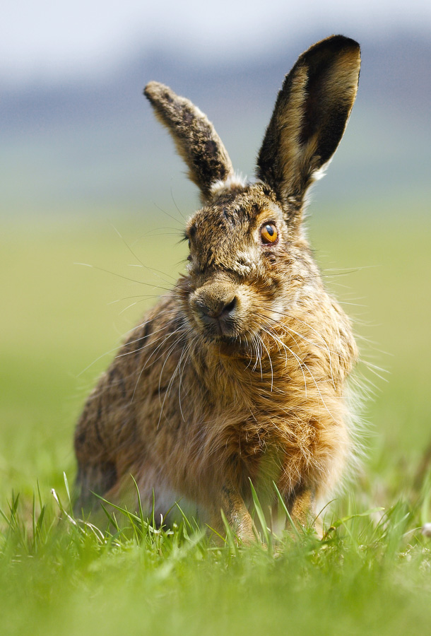 Zajíc polní