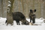 Prase divoké (Sus scrofa)