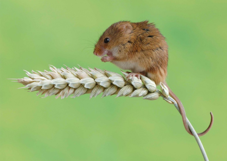 Myška drobná (Micromys minutus)