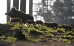 Prase divoké (Sus scrofa)
