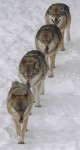 Vlk obecný (Canis lupus) 