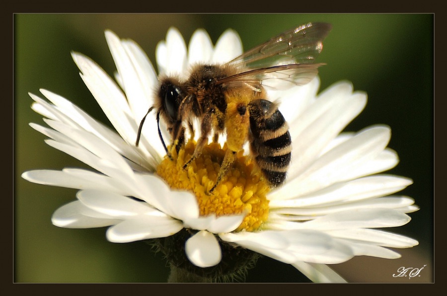 Včela medonosná
