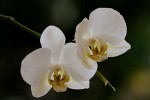 Orchidej Phalaenopsis 