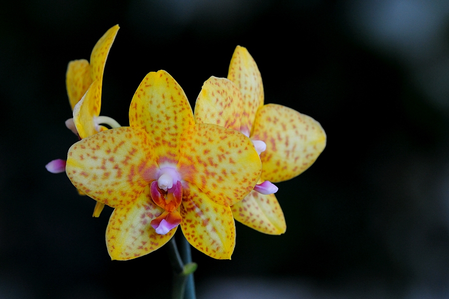 Orchidej Phalaenopsis 
