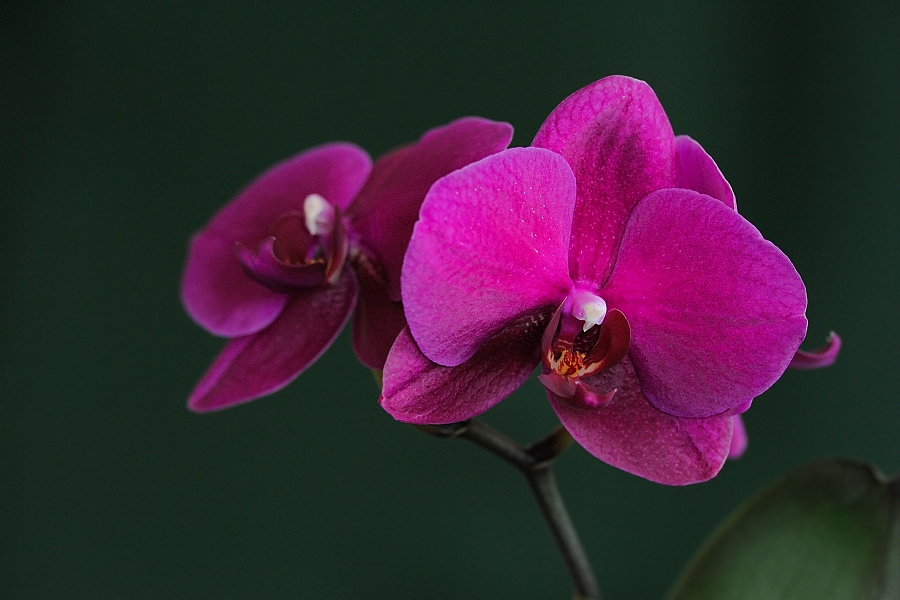 Orchidej Phalaenopsis 