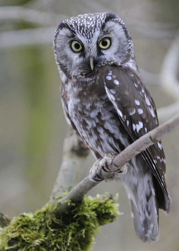 Sýc rousný (Aegolius funereus)