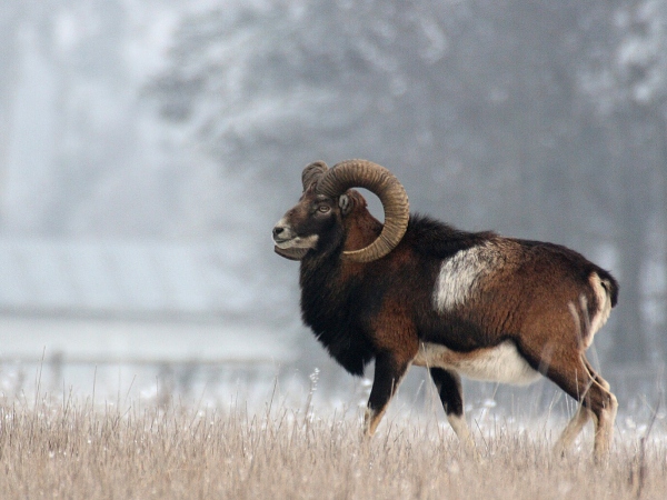 Muflon