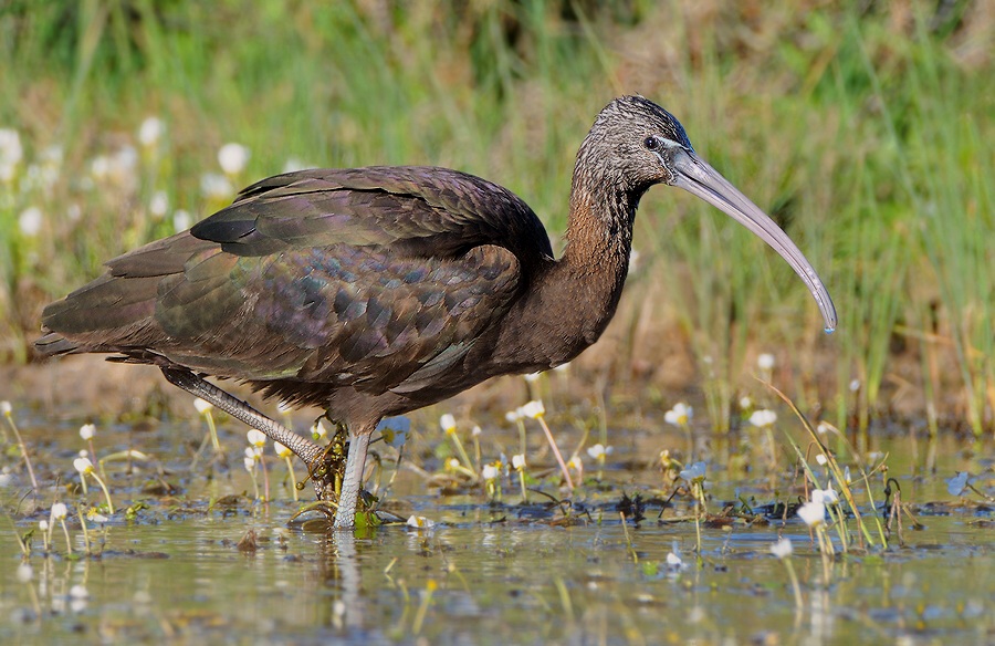 Ibis hnědý