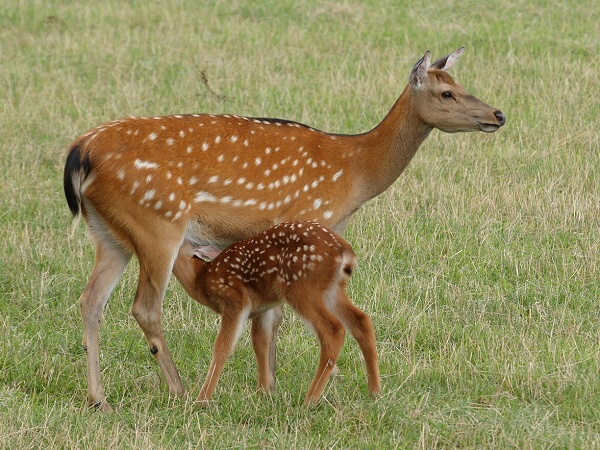 Jelen Sika Dybowského