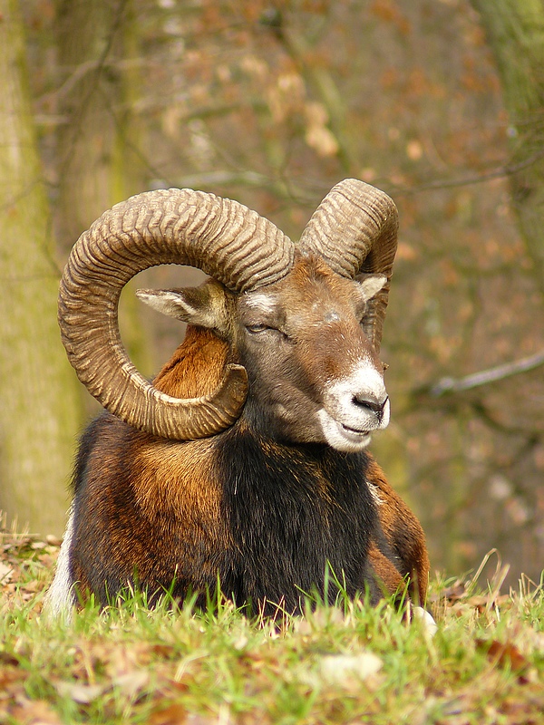 Muflon 