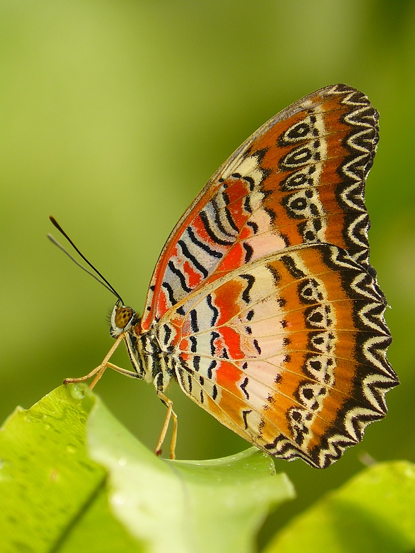 Motýl (Cethosia biblis)