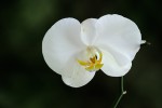 Orchidej Phalaenopsis 