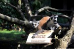 Lemur kata