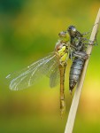 Vážka obecná (Sympetrum vulgatum)